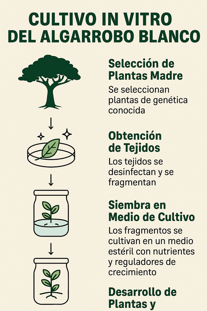 infografía algarrobo blanco