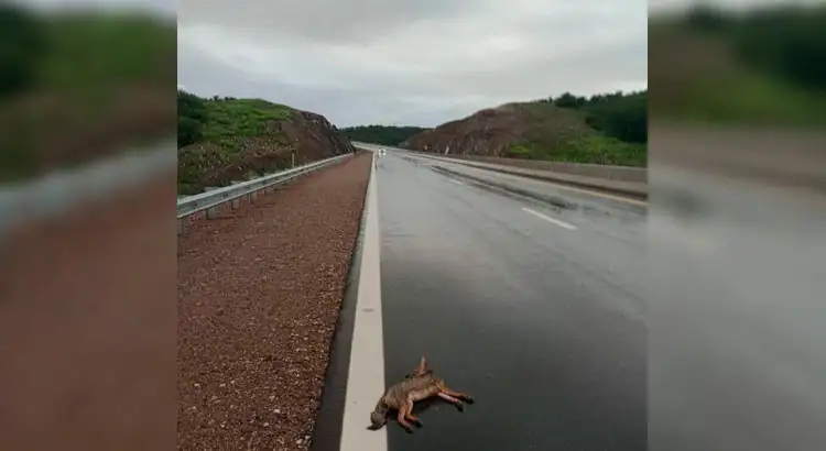 Zorro gris atropellado en la Autovía