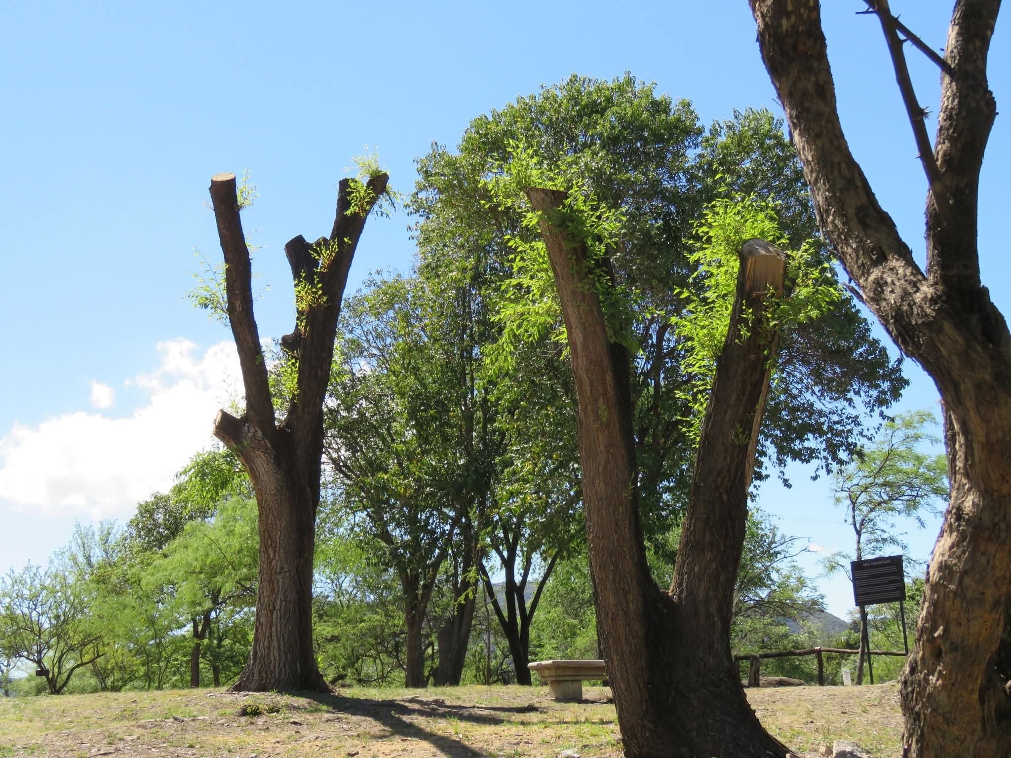 Árboles mutilados