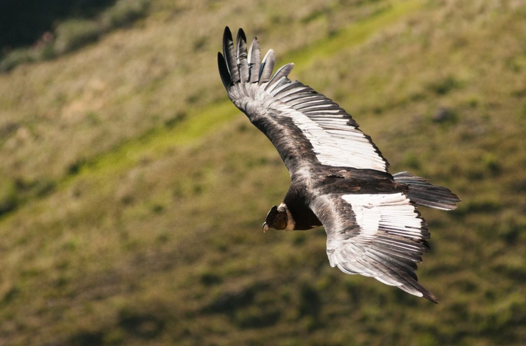 Cóndor Andino (Vultur Gryphus)