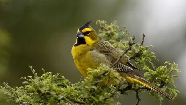 Cardenal Amarillo