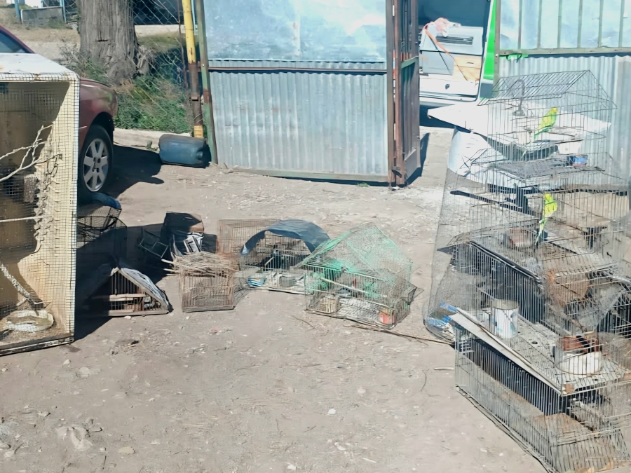 Aves rescatadas