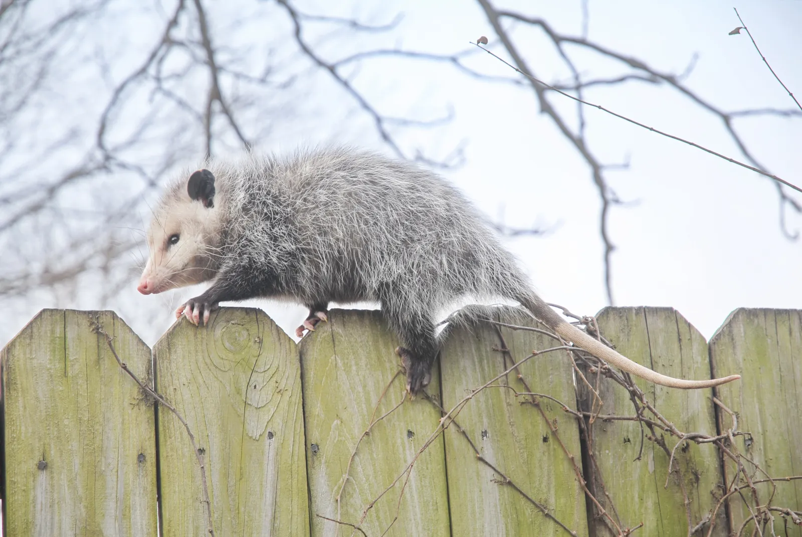 Fauna Urbana: Cómo Actuar ante la Presencia de Animales Silvestres en la Ciudad