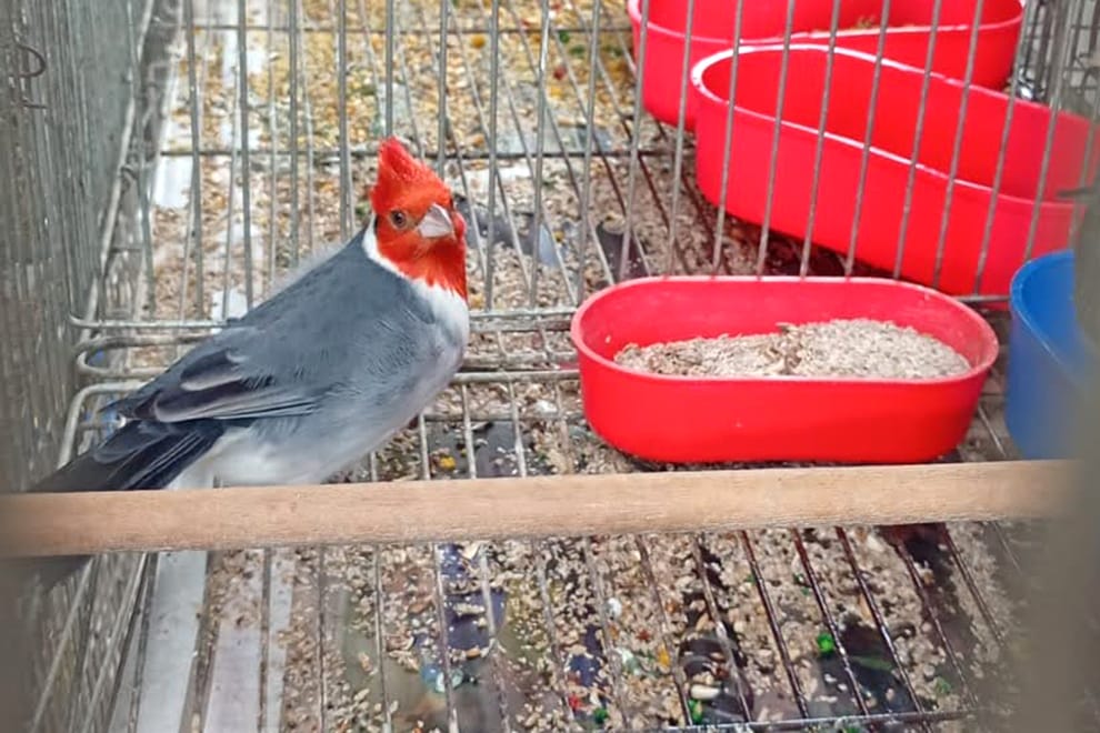Cardenal Común