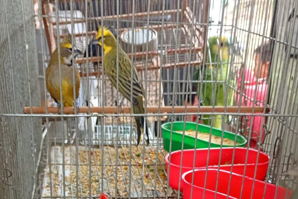 Cardenal Amarillo