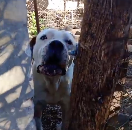 Dogo Argentino 