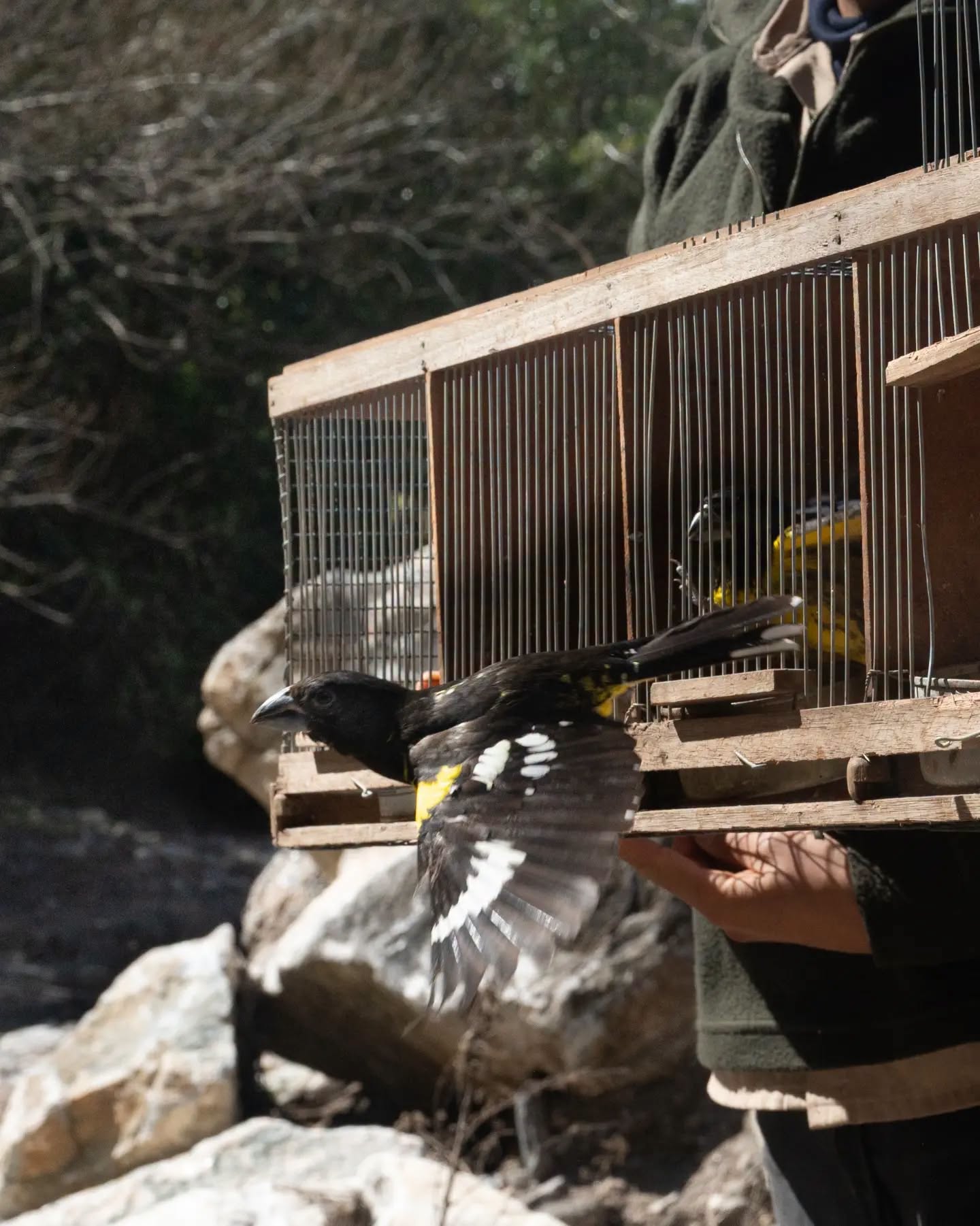 Liberación de aves en Vaquerías